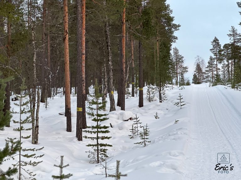 Gele linten rond de bomen